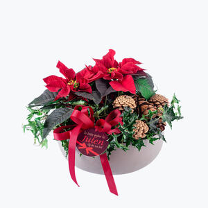 910540_blomst_julestjerner